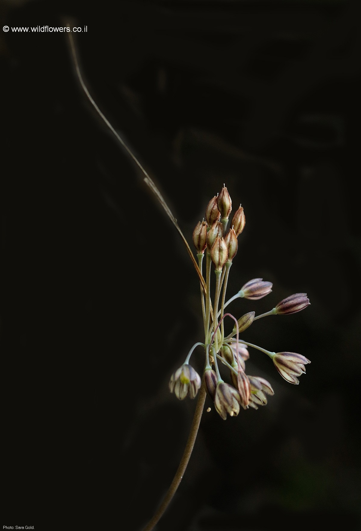 Allium tardiflorum